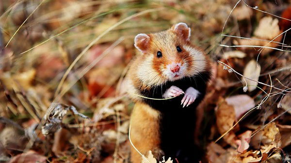 Ирина Днепровская