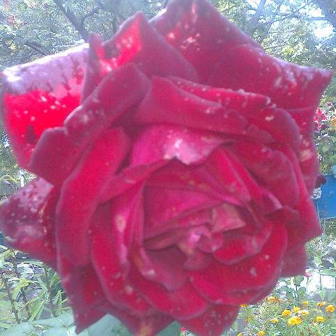 Алсу Исмагилова