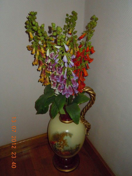 Северная Мишка