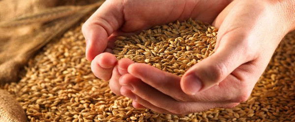 Хлебная База №7 7 База