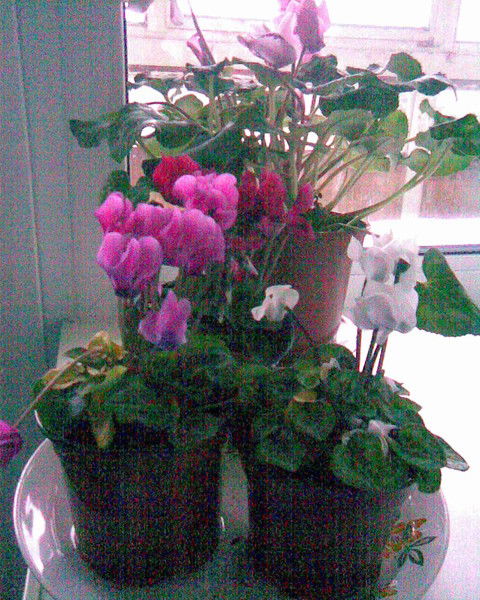 Алексей Гордеев