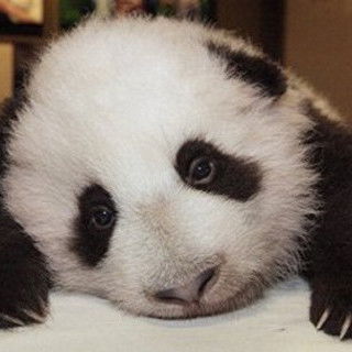 Андрей Румянцев