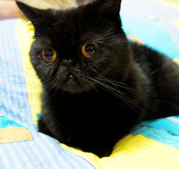 Ольга Лукина