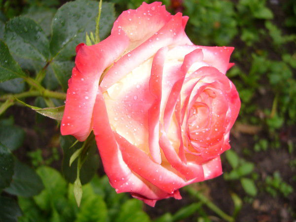 Елизавета Хейфец