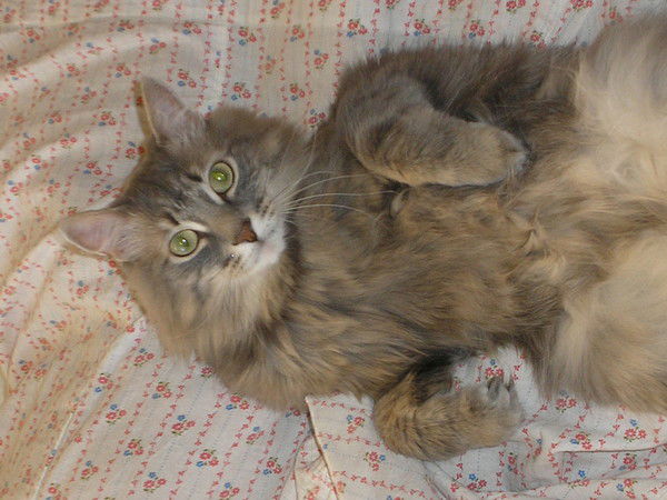 Илья Ложкарев