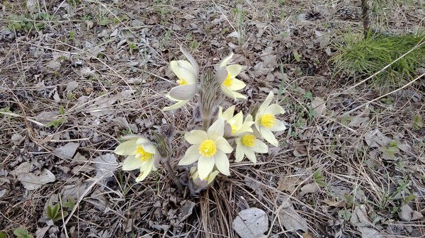 Татьяна Ковалева
