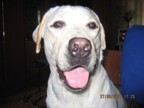 Владимир Петренко