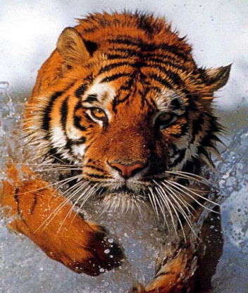 Дмитрий Стрельников