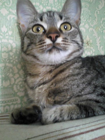 Розяterminya :-)