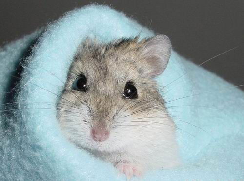 Руслан Алеев