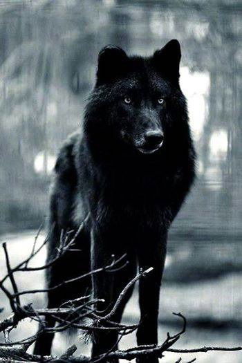 Светлана Аглиулина