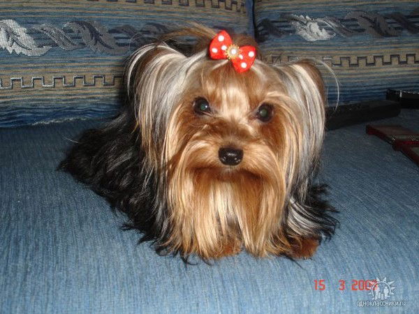 Ирина Дегтярь