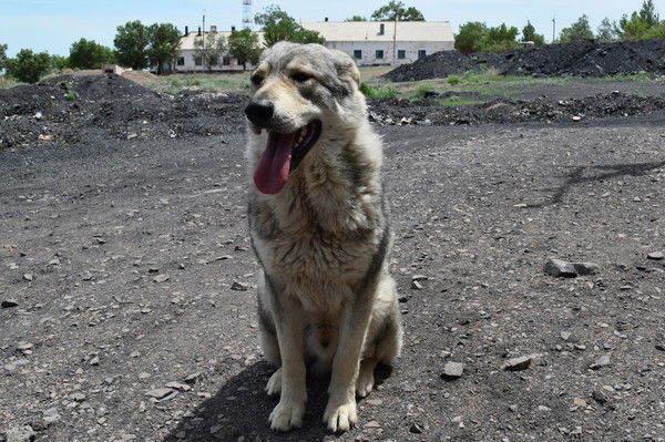 Радион Калесников