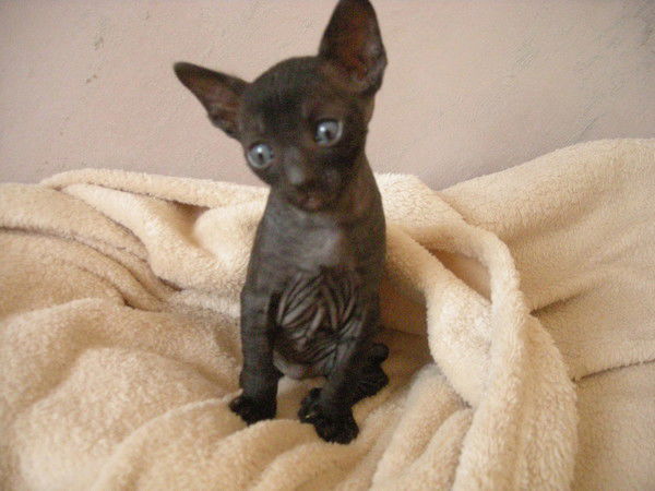 Лидия Карпова