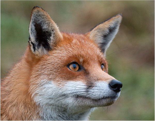 Егор Кутлаев