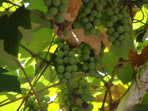 Андрей Виноградов