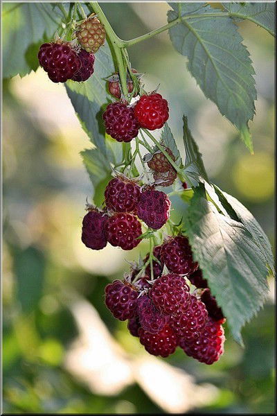 Гульсим Искакова