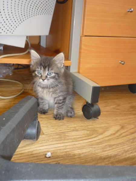 Владимир Куликов