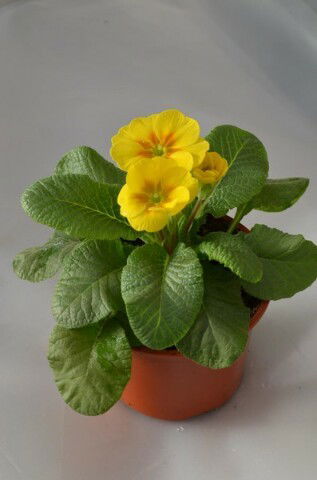 G@lin@  Gordov@ @@@@