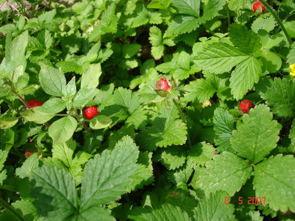 Ирина Кондакова