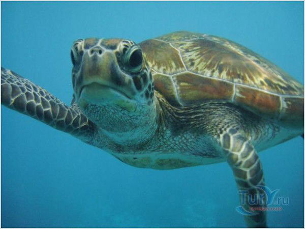 Чудеса Континентов Турагентство