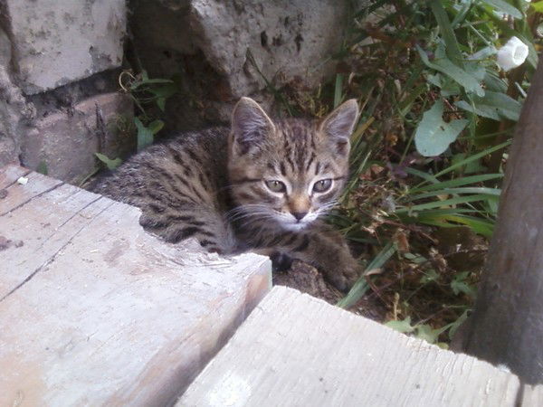 Котя Зайчиков