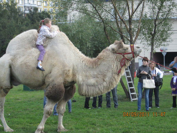 Зифа Люкманова