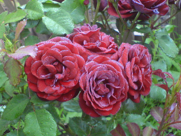 Ирина Хотькина