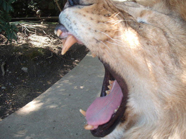 Дима Гутаров