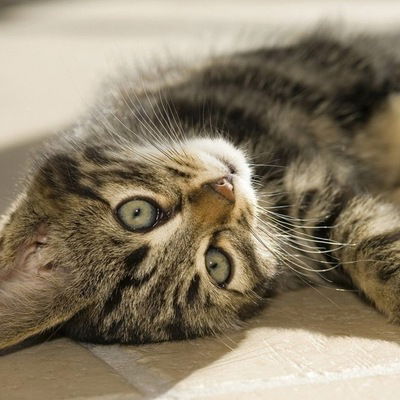 Ника Малышева