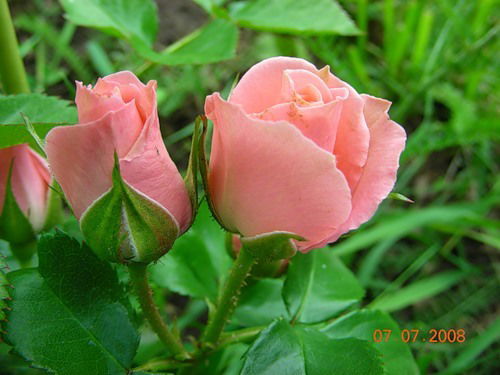 Чернецова Наталия