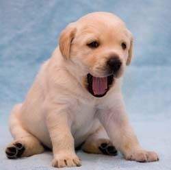 Саня Голиков