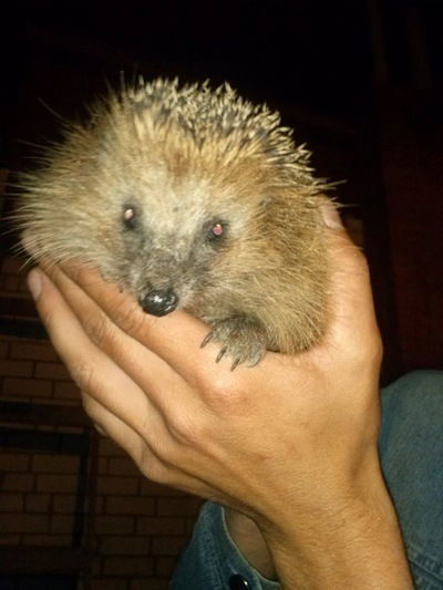 Арсений Шевелёв