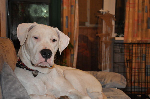 Власта Черных