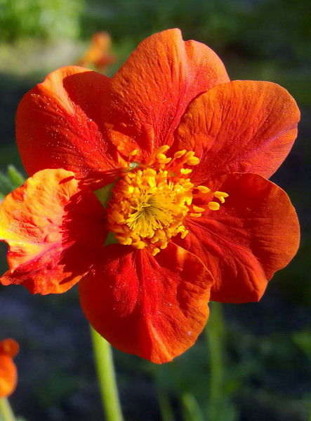 Таня Толчинская