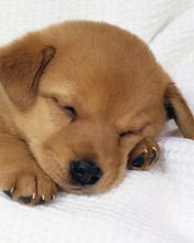 Дмитрий Лутков