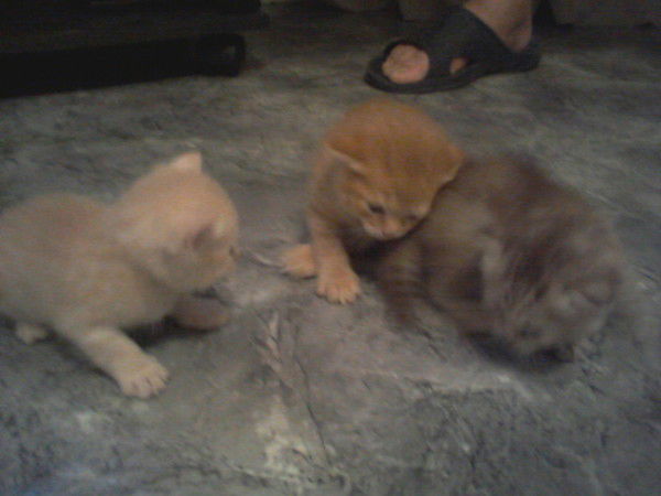 Анюта Овчинникова