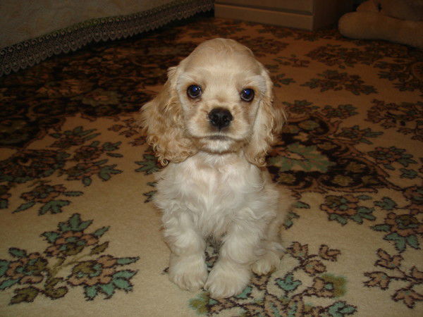 Татьяна Лекарева