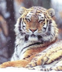 Данил Петров