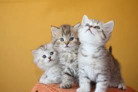 Алексей Павлов