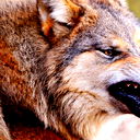 Вадим Смирнов