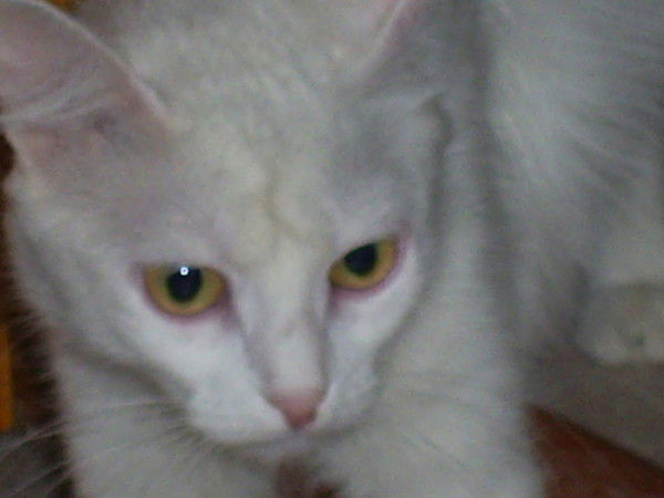 Сергей Ивченко