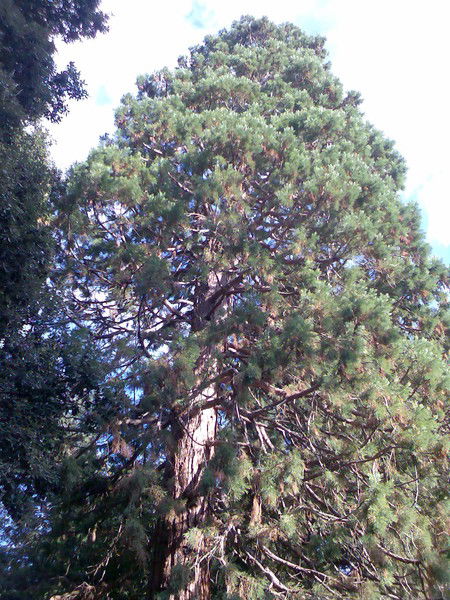 Иван Баджаков