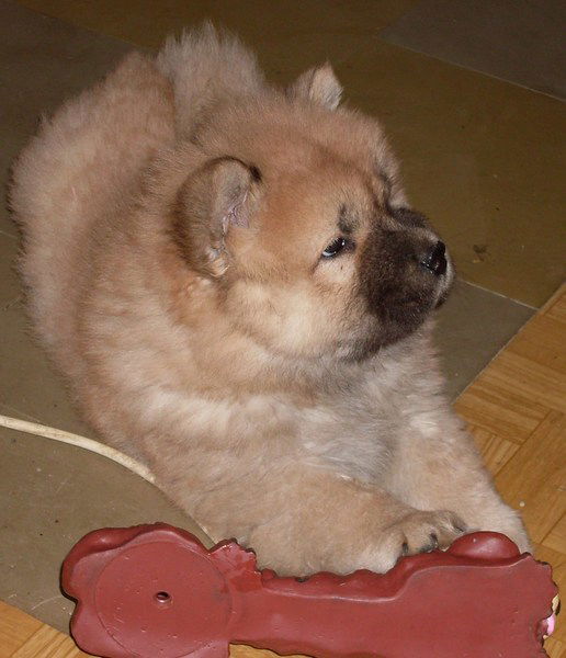 Елена Ковтун