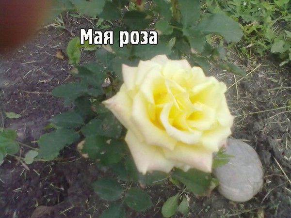 олеся иванова