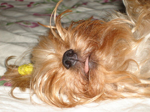 Елена Авдеева