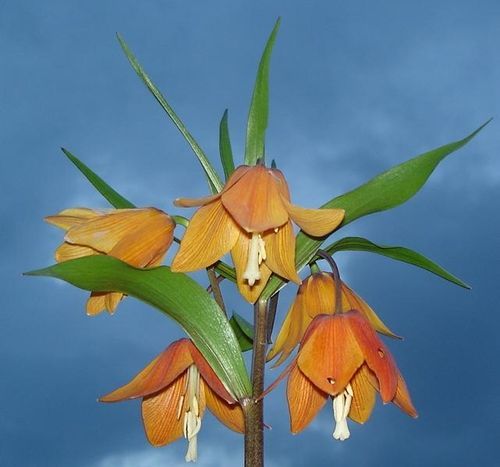 Айгуль Абышева