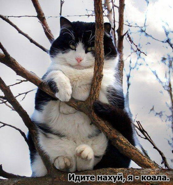 Татьяна Столярова