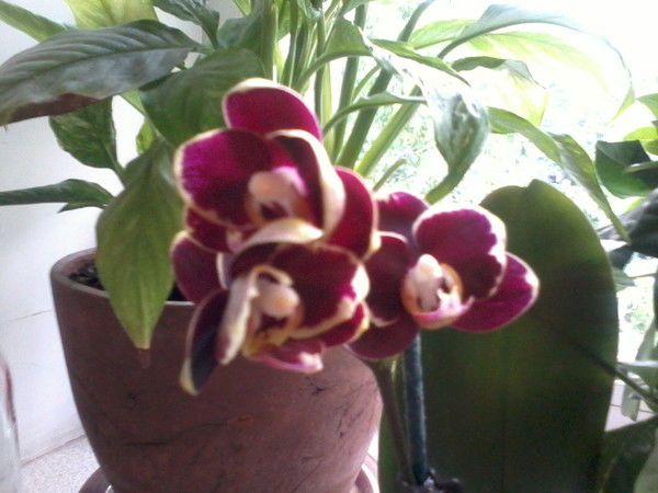 Надежда Салащенко