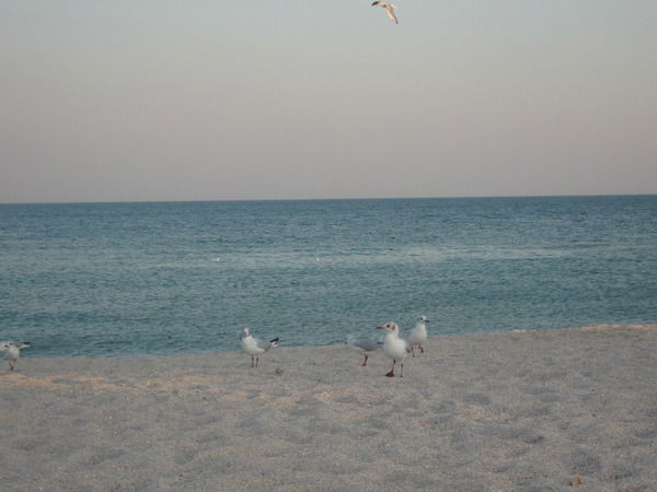 Оксана Сквирская